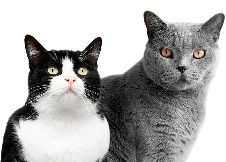 cute-pet-collage-isolated
