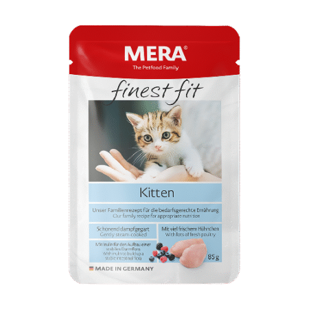 mera kitten jelly petnest.pk