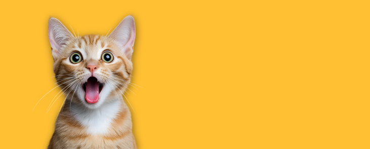 Cat Food