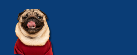 Dog Food